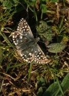 Grizzled Skipper 2009 - Sandra Standbridge