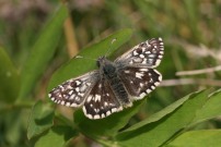 Grizzled Skipper 2010 - Sandra Standbridge