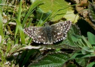 Grizzled Skipper 2011 - Alan Reynolds