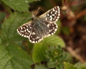 Grizzled Skipper 2011 - Miles Attenborough