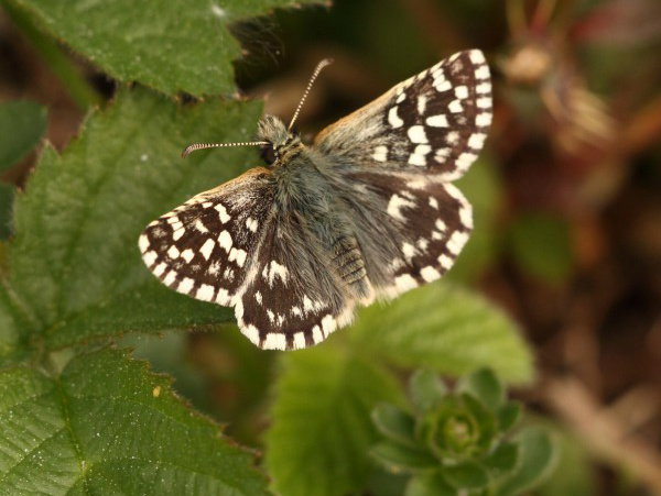 Grizzled Skipper (m) 2011 - Miles Attenborough