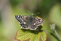 Grizzled Skipper 2011 - Steve Gent