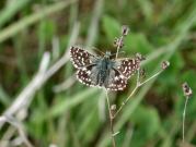 Grizzled Skipper 2002 - Nick Sampford