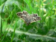 Grizzled Skipper, Waterford Heath, Steve Lane