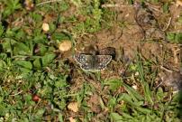 Grizzled Skipper, Waterford Heath, Sandra Standbridge