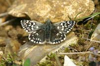 Grizzled Skipper 2006 - Sandra Standbridge