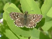 Grizzled Skipper 2006 - Trevor Chapman