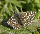 Grizzled Skipper 2007 - Ian Hardy