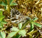 Grizzled Skipper 2011 - Alan Reynolds