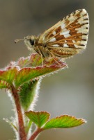 Grizzled Skipper 2011 - Lee Browne