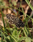 Grizzled Skipper 2011 - Miles Attenborough