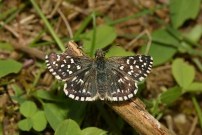 Grizzled Skipper 2004 - Nick Sampford