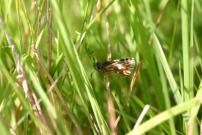 Grizzled Skipper, Waterford Heath, Sandra Standbridge