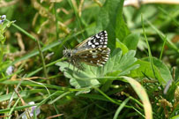 Grizzled Skipper 2006 - Sandra Standbridge