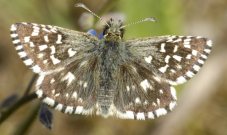 Grizzled Skipper 2007 - Ian Hardy