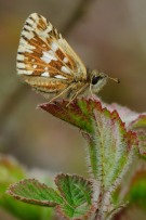 Grizzled Skipper 2011 - Lee Browne