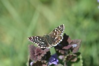 Grizzled Skipper 2011 - Steve Gent