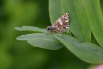 Grizzled Skipper, Waterford Heath, Sandra Standbridge