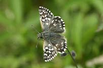 Grizzled Skipper 2006 - Sandra Standbridge