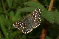 Grizzled Skipper 2004 - Nick Sampford