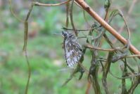 Grizzled Skipper 2006 - Andrew Palmer