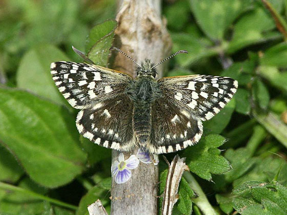 Grizzled Skipper (f) 2006 - Sandra Standbridge