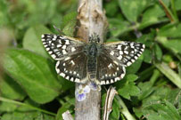 Grizzled Skipper 2006 - Sandra Standbridge