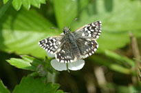 Grizzled Skipper 2006 - Sandra Standbridge