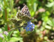 Mating Grizzled Skipper 2006 - Andrew Palmer