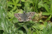 Grizzled Skipper 2006 - Sandra Standbridge