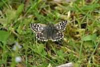 Grizzled Skipper 2006 - Sandra Standbridge