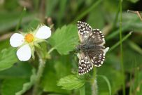 Grizzled Skipper 2006 - Sandra Standbridge