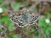 Grizzled Skipper at Waterford Heath 2005