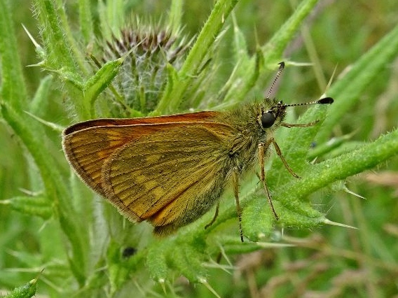 Large Skipper 16Jun19 - Dave Miller