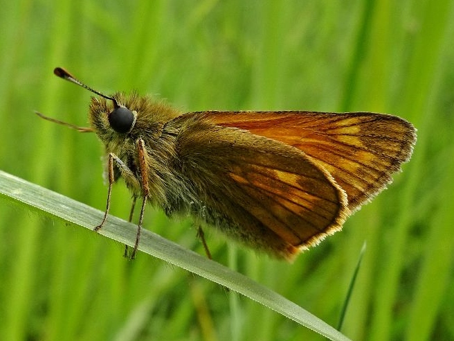 Large Skipper 12Jun19 - Dave Miller