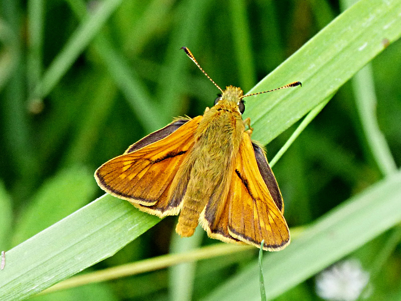 Large Skipper (m) 2018 - Peter Clarke