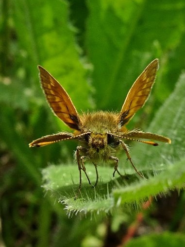 Large Skipper 12Jun19 - Dave Miller