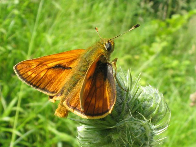 Large Skipper (m) 2005 - Andrew Palmer