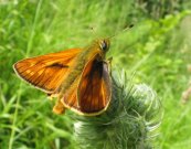 Large Skipper 2005 - Andrew Palmer