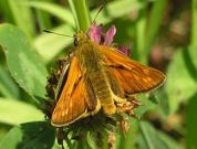 Large Skipper 2005 - Andrew Wood