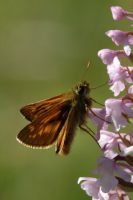 Large Skipper 2005 - Colin Sturges