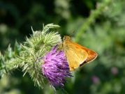 Large Skipper 2005 - Steve Lane