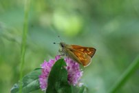 Large Skipper 2005 - Sandra Standbridge