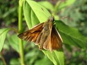 Large Skipper 2006 - Chris Beach