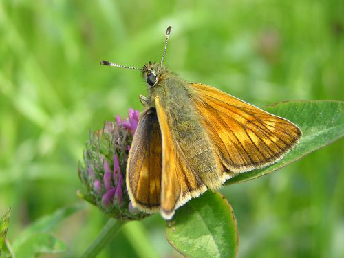 Large Skipper (f) 2006 - Simon Crockford