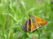 Large Skipper 2006 - Simon Crockford