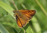 Large Skipper 2006 - Sandra Standbridge