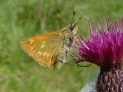 Large Skipper 2006 - Trevor Chapman