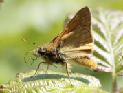 Large Skipper 2007 - Brian Price