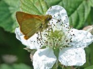 Large Skipper 2007 - Dave Mackenzie